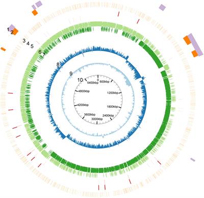 A Type I Restriction Modification System Influences Genomic Evolution Driven by Horizontal Gene Transfer in Paenibacillus polymyxa